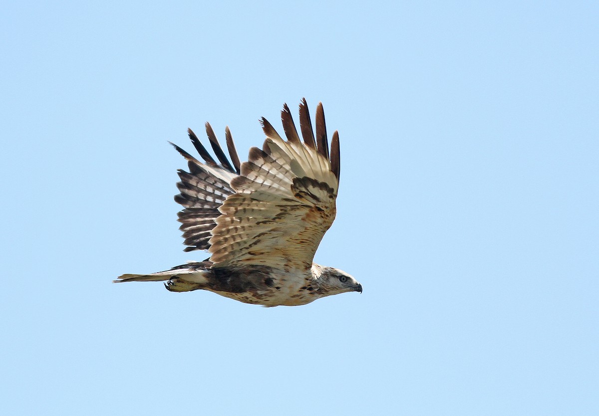 Upland Buzzard - ML37300671