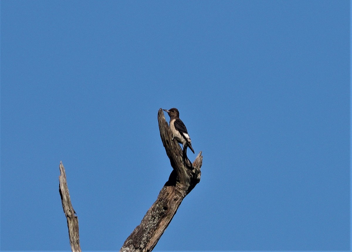 Red-headed Woodpecker - ML373010761