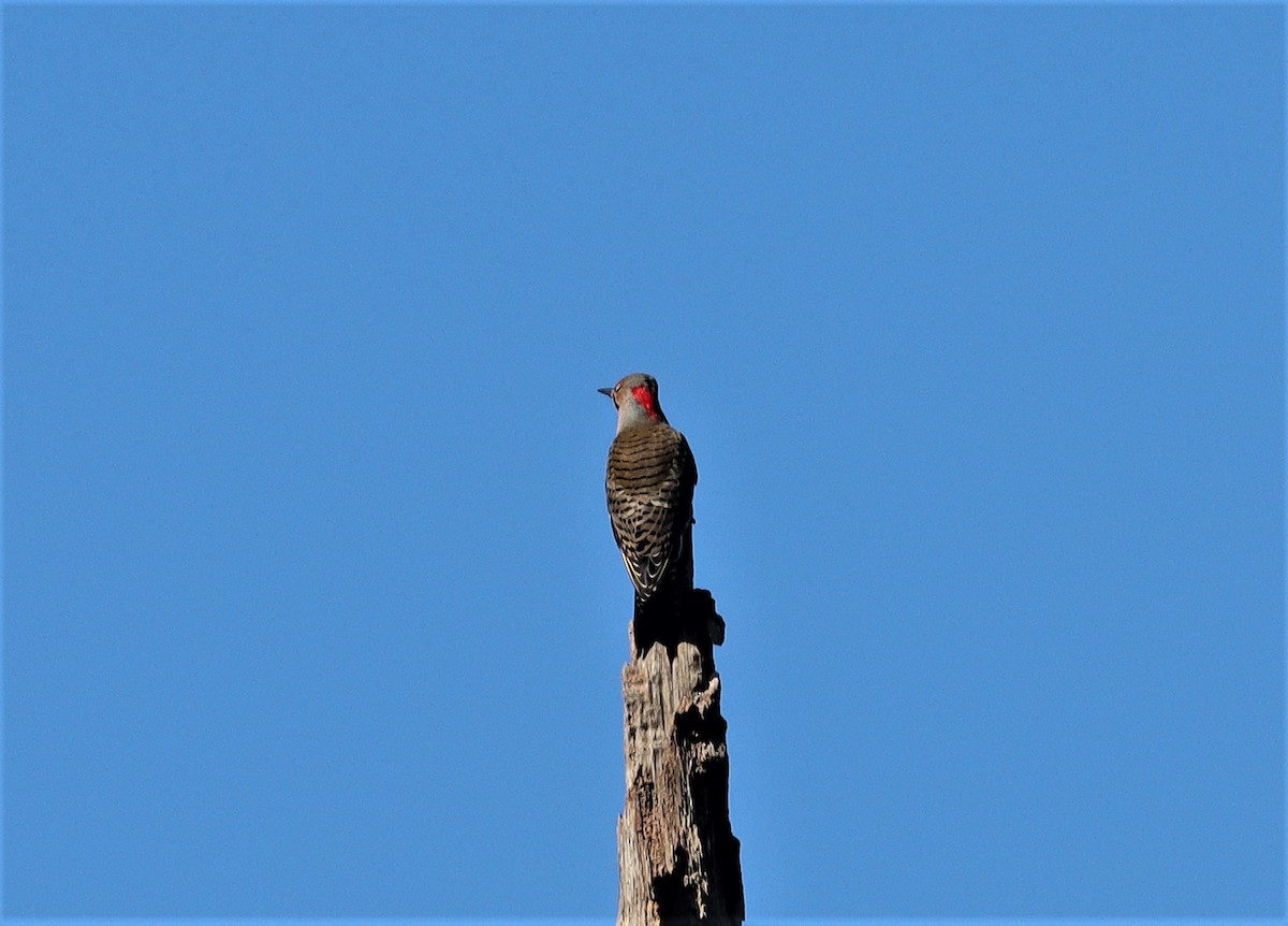 Northern Flicker - ML373010781