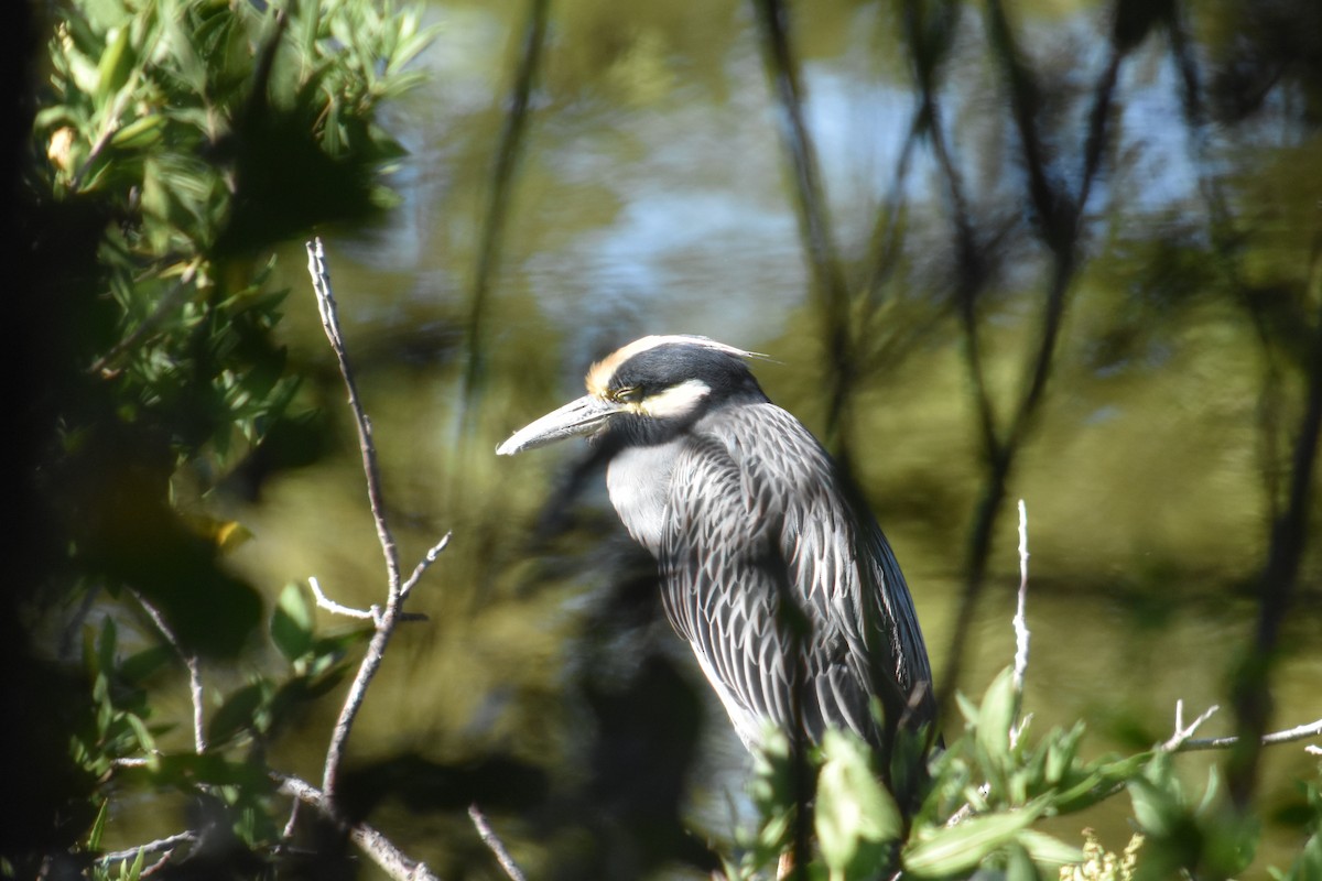 Yellow-crowned Night Heron - ML373011631