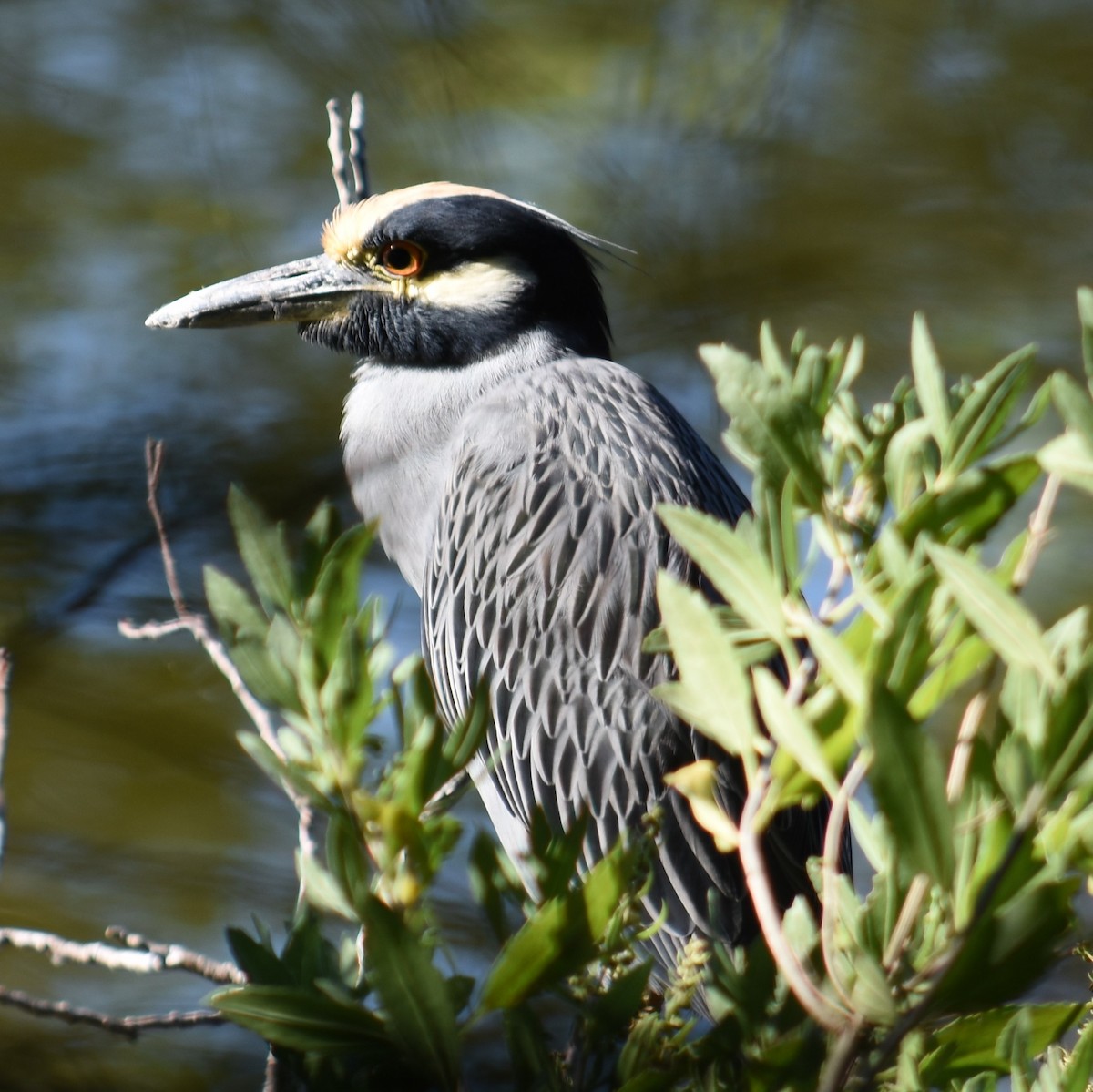 Yellow-crowned Night Heron - ML373011641