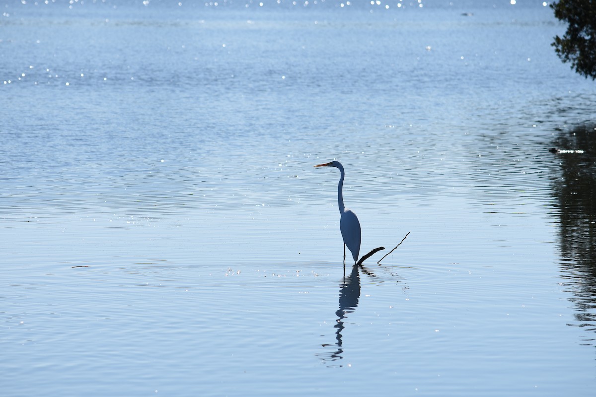 Great Egret - ML373011861