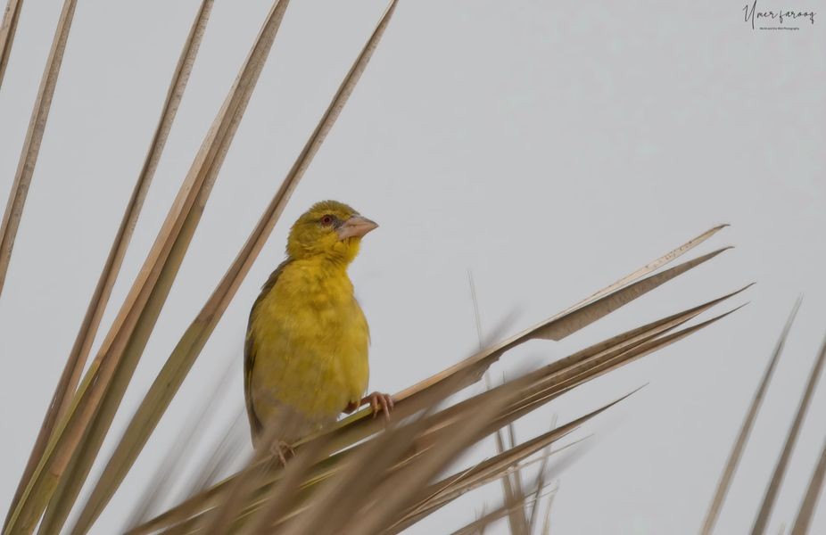 Rüppell's Weaver - ML373012881