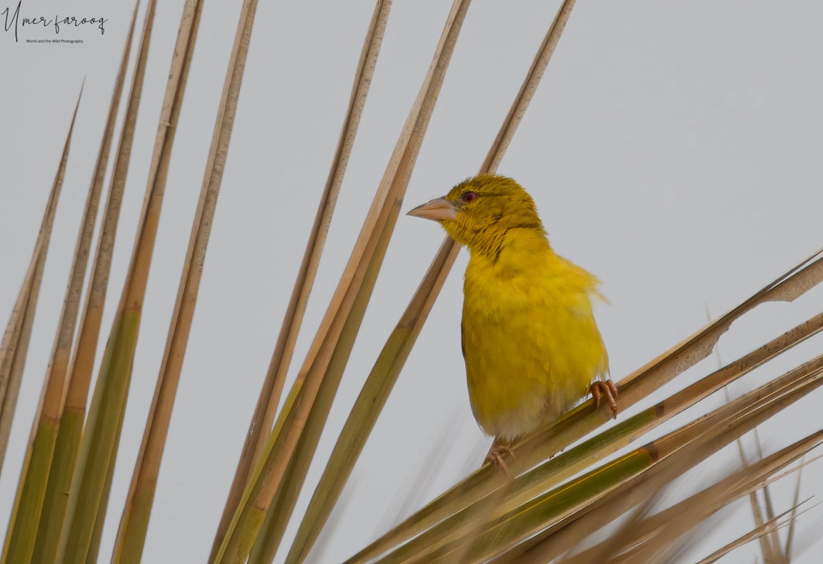 Rüppell's Weaver - ML373012901