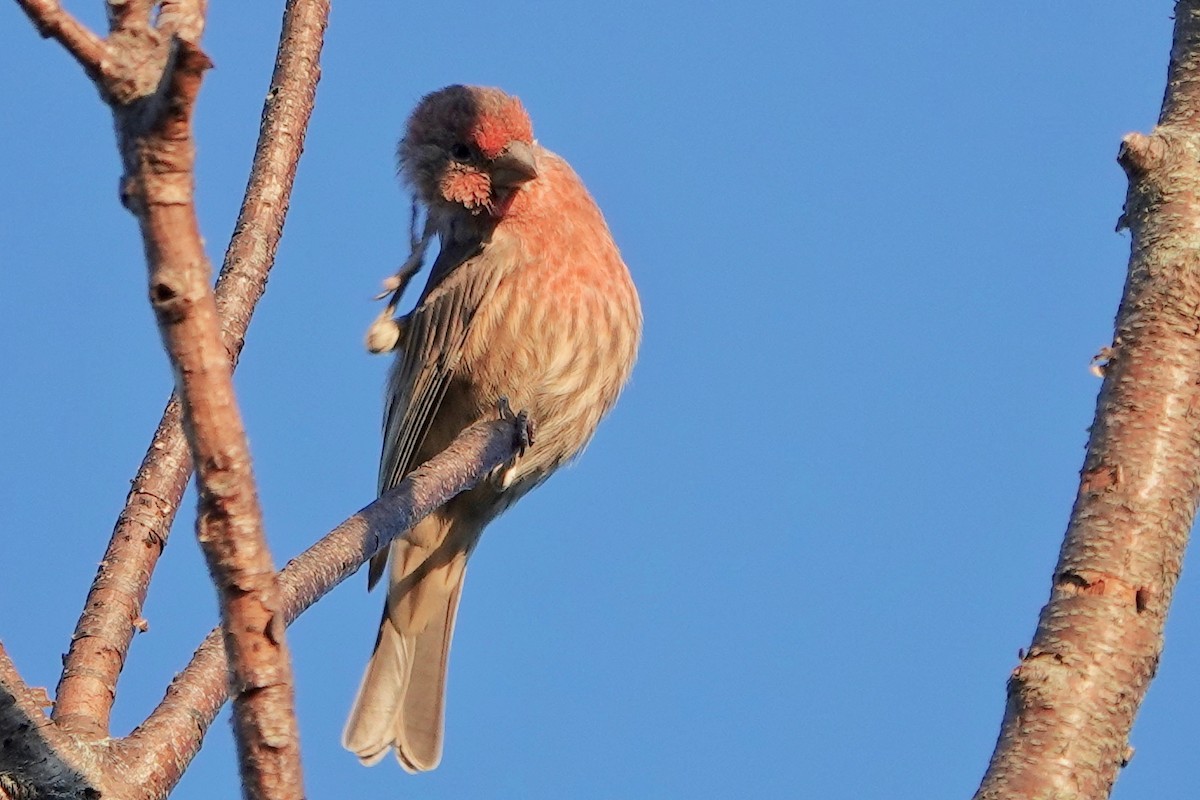 House Finch - ML373013461