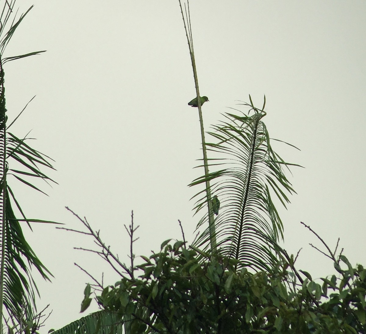 Camiguin Hanging-Parrot - Martin Kennewell