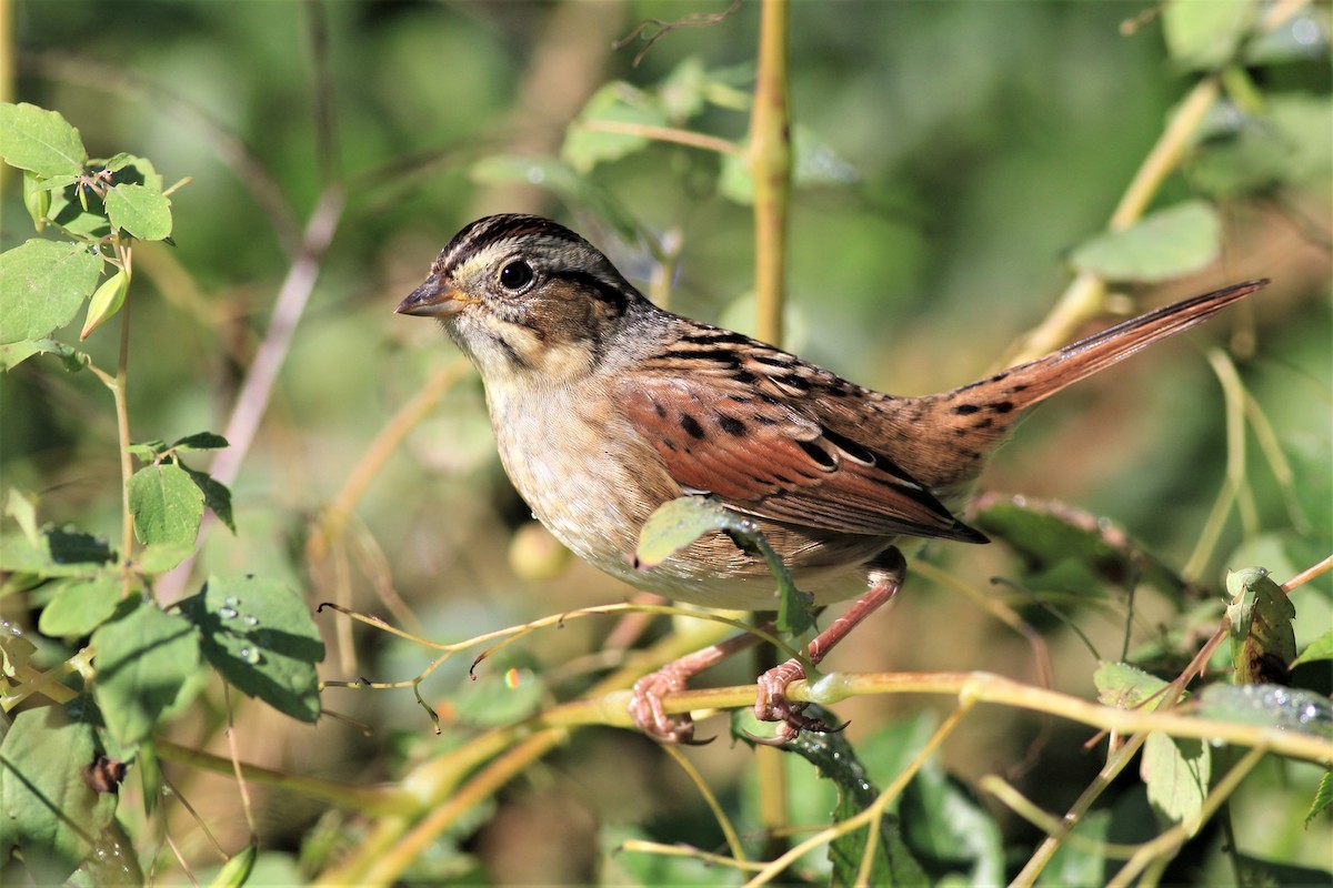 Swamp Sparrow - ML373014501