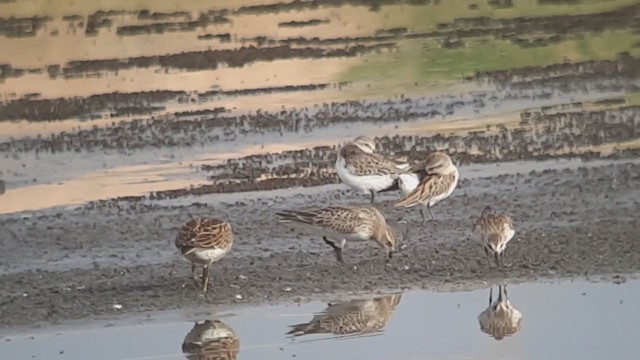 Graubrust-Strandläufer - ML373014791