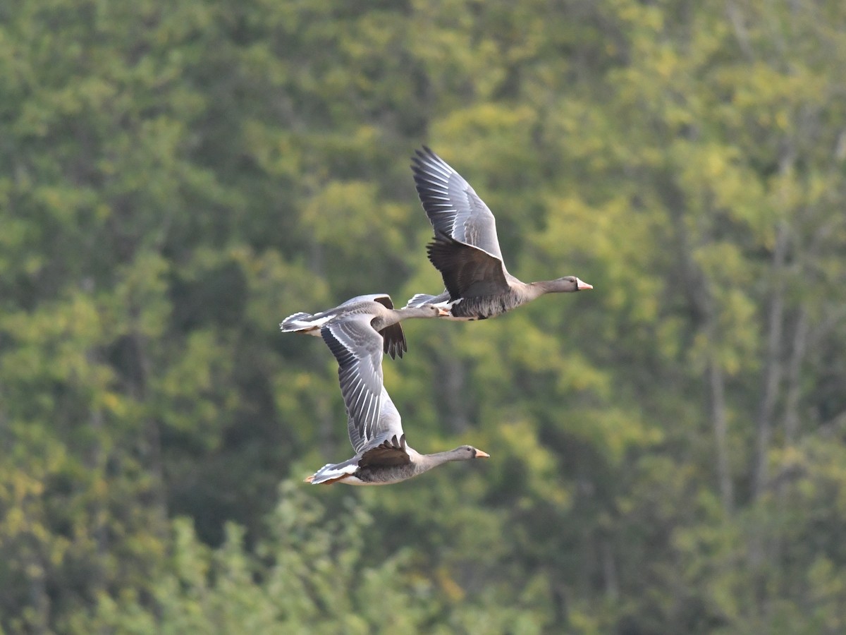 Greater White-fronted Goose - ML373016241