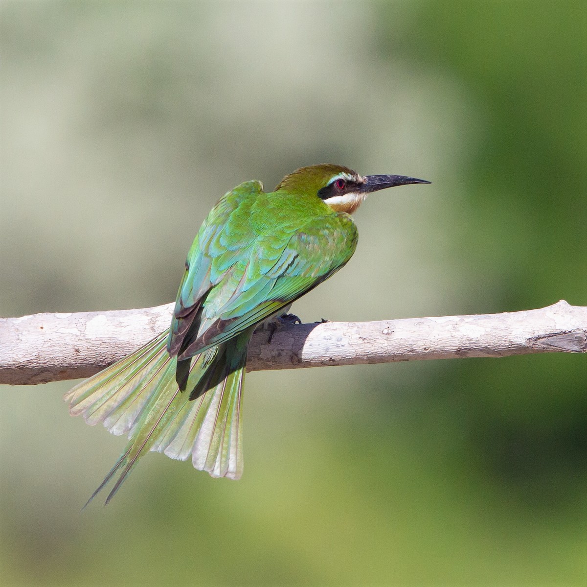 Olive Bee-eater - ML373017011