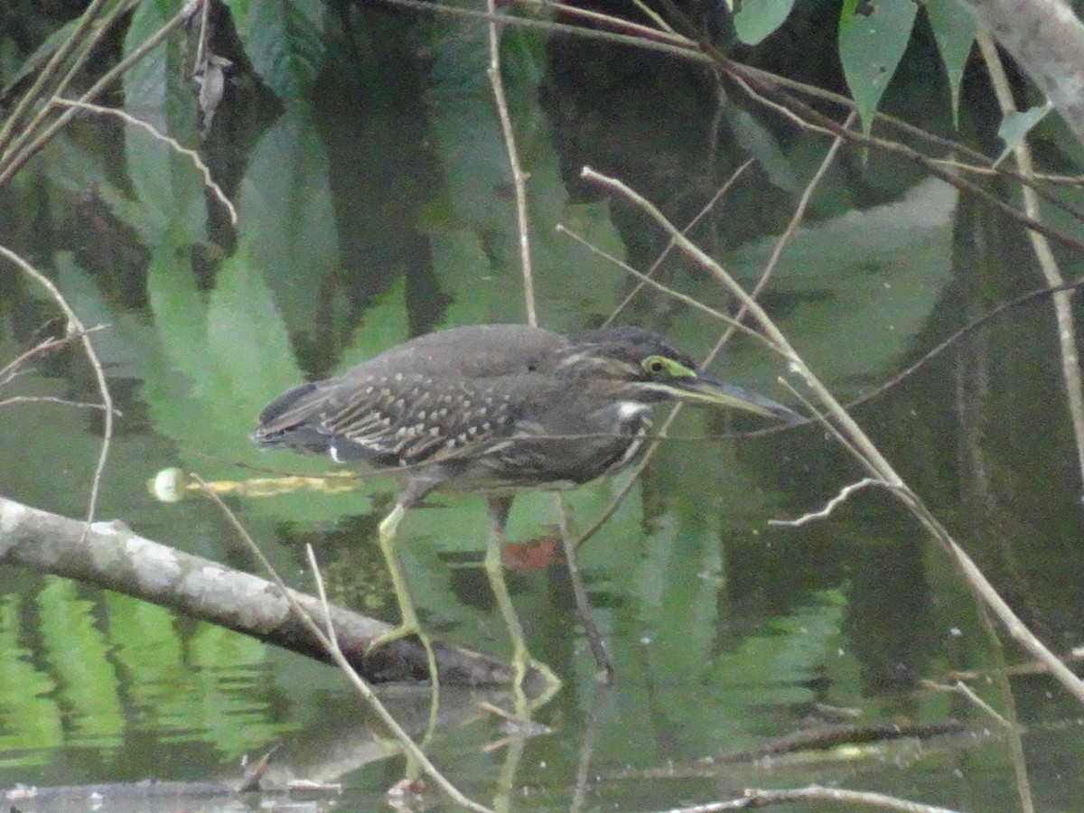 Striated Heron - Debankur Saha