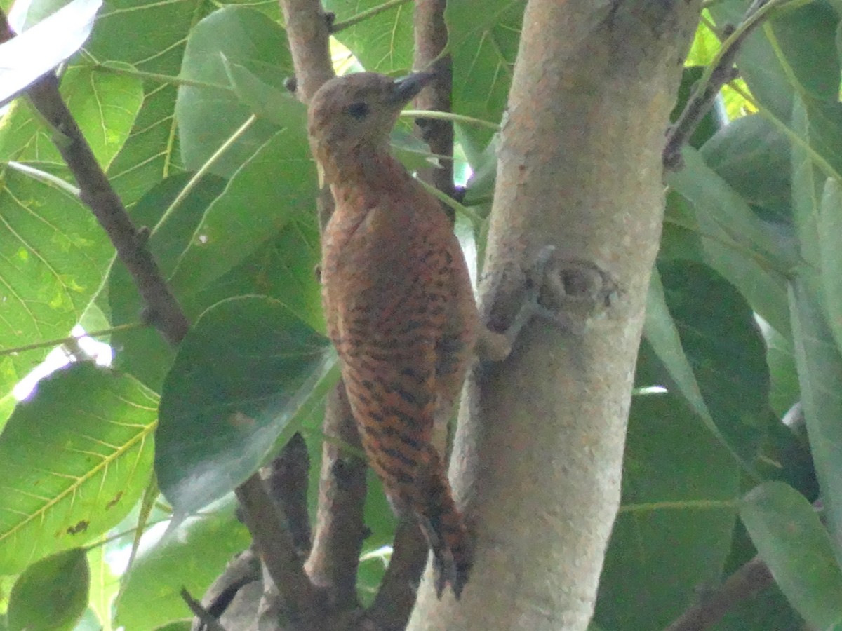 Rufous Woodpecker - ML373018501