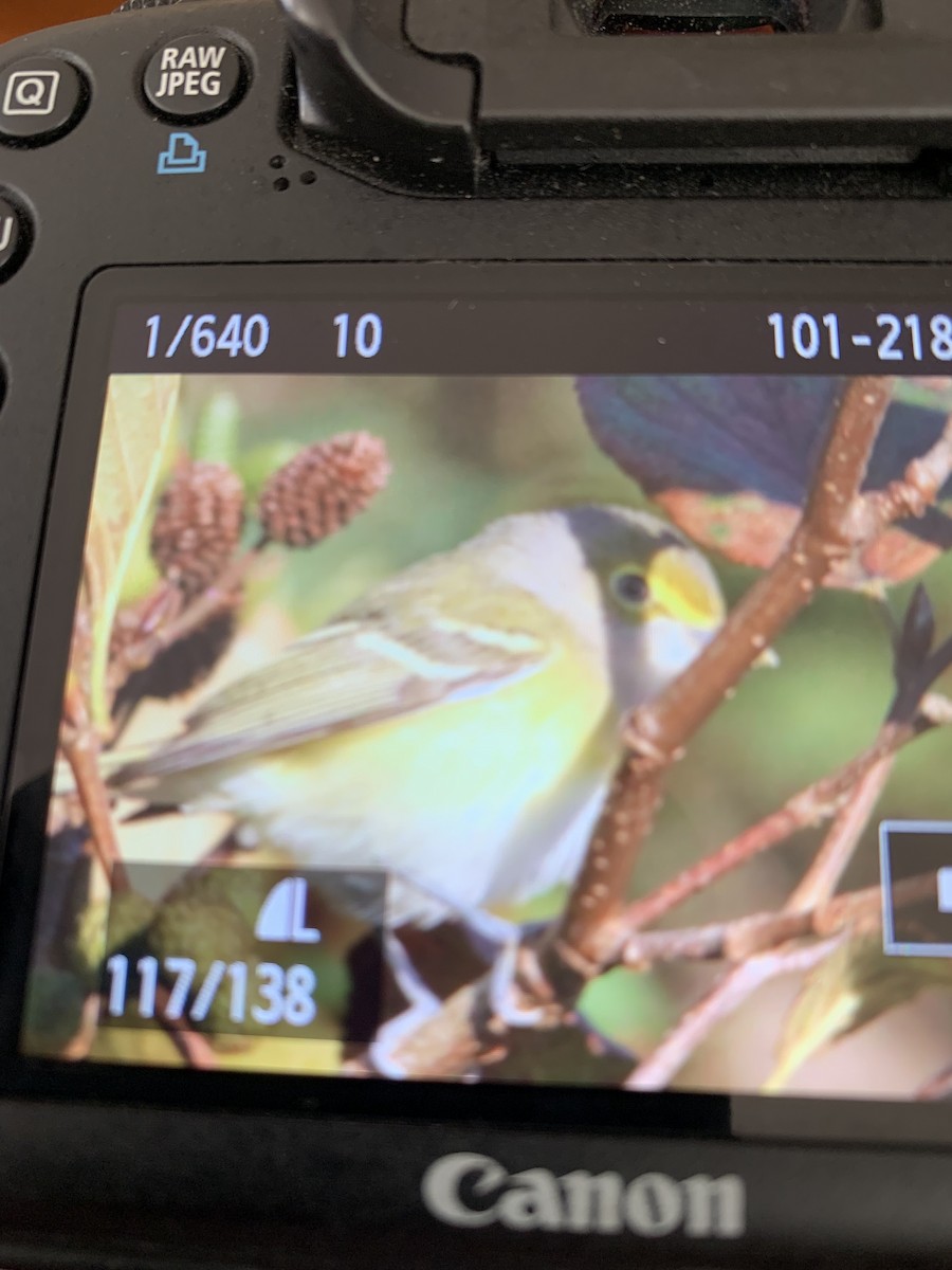 White-eyed Vireo - ML373023391