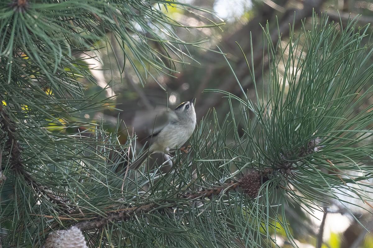 Golden-crowned Kinglet - ML373024611