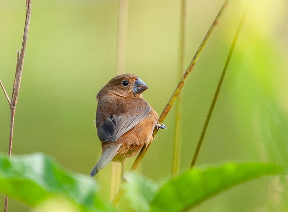 Thick-billed Seed-Finch - ML373026411