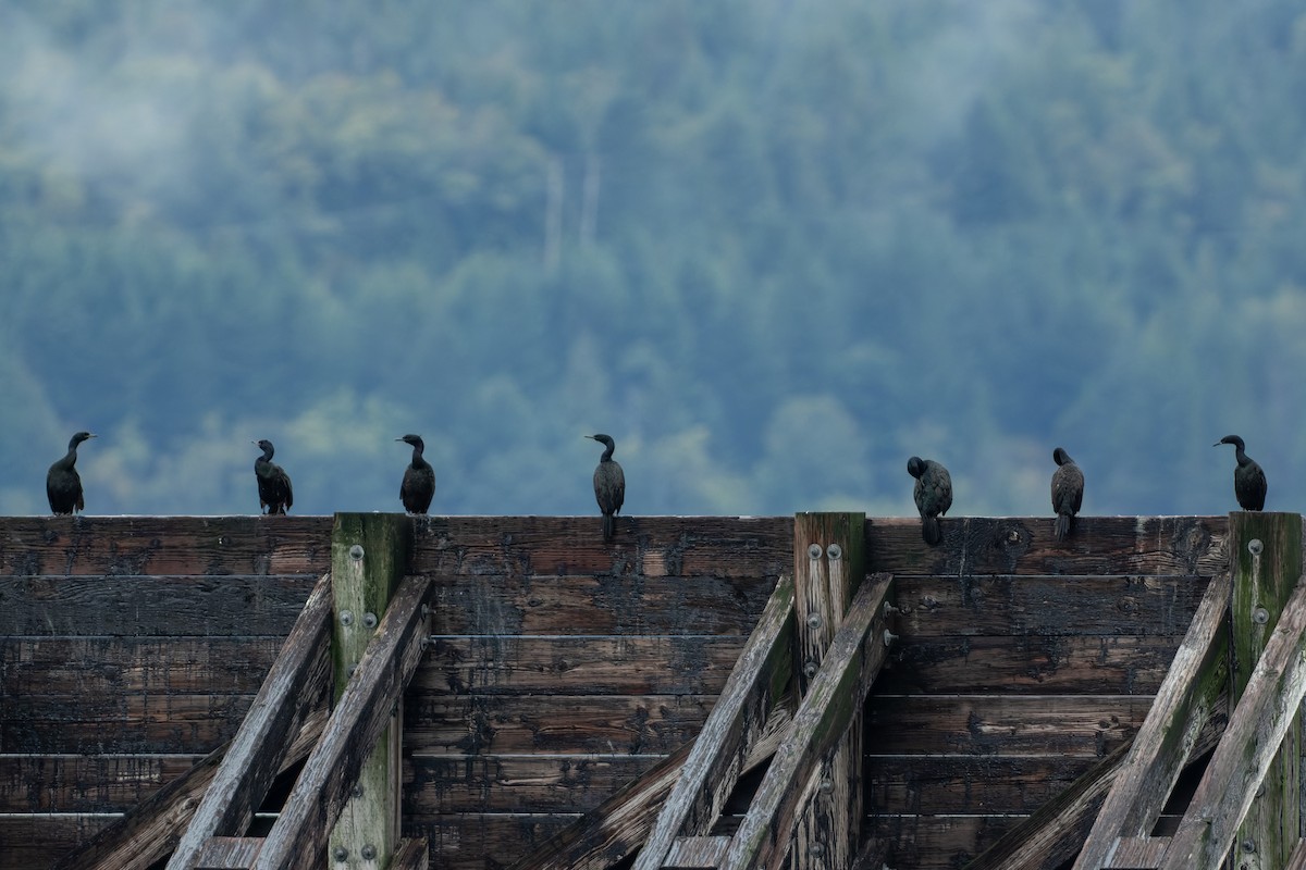 Cormorán Pelágico - ML373027781