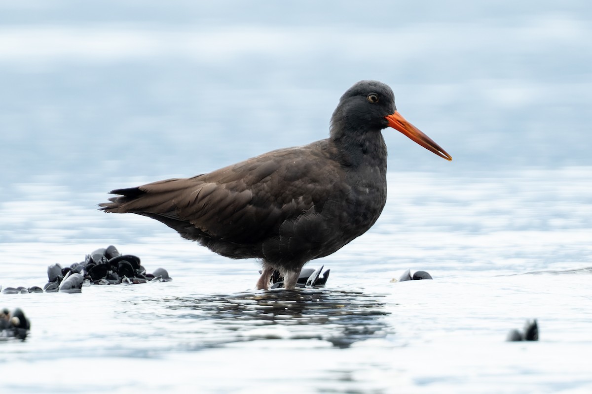 Black Oystercatcher - Kyle Blaney