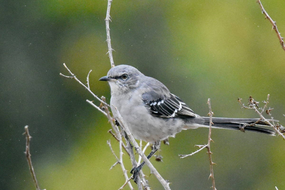 Northern Mockingbird - ML373029451