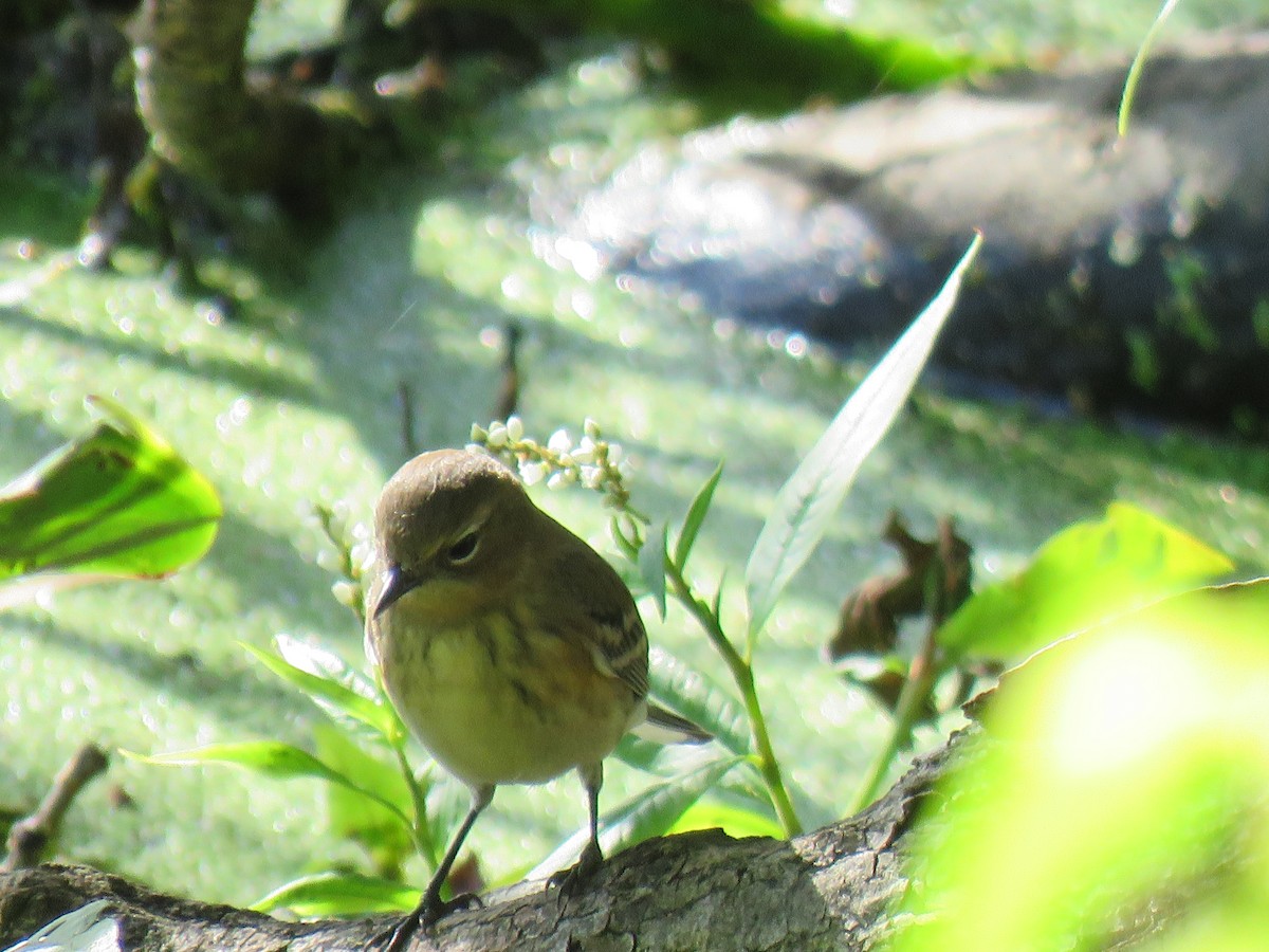 Blackpoll Warbler - ML373030011