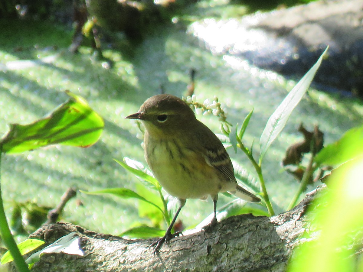 Blackpoll Warbler - ML373030021