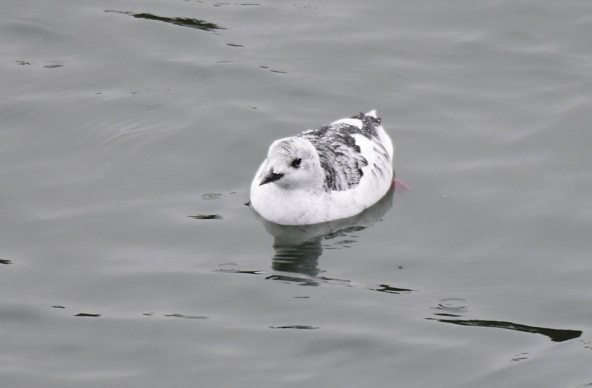 Black Guillemot - Lukasz Pulawski