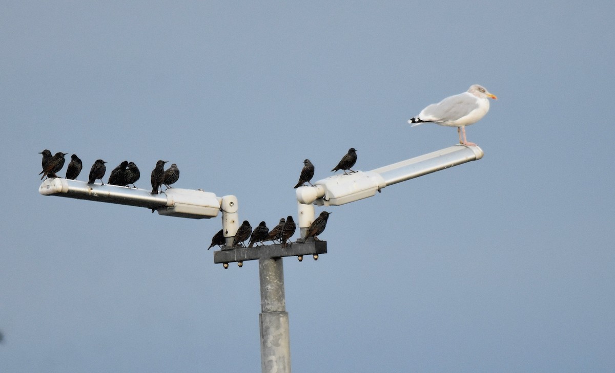 European Starling - ML373032411