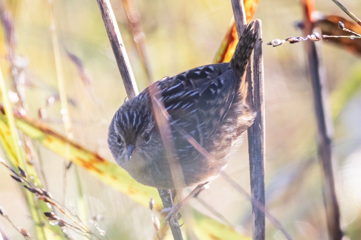 Sedge Wren - ML373032911