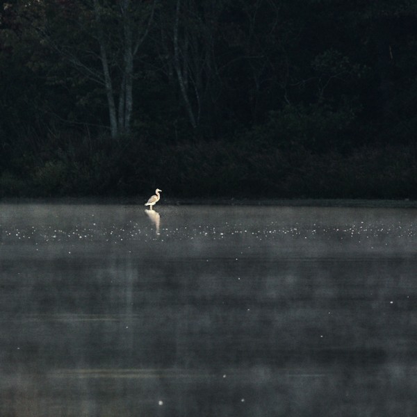 Tricolored Heron - ML373033411