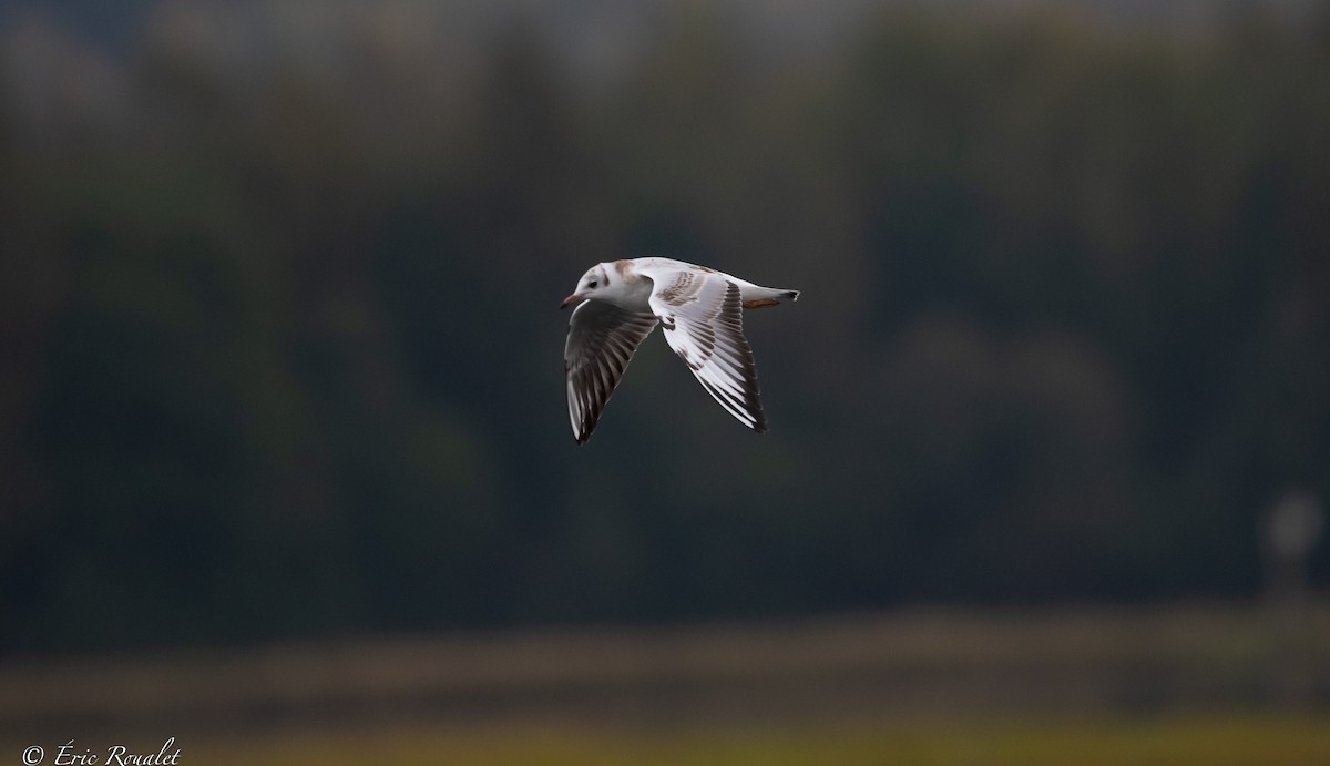 Black-headed Gull - ML373033531