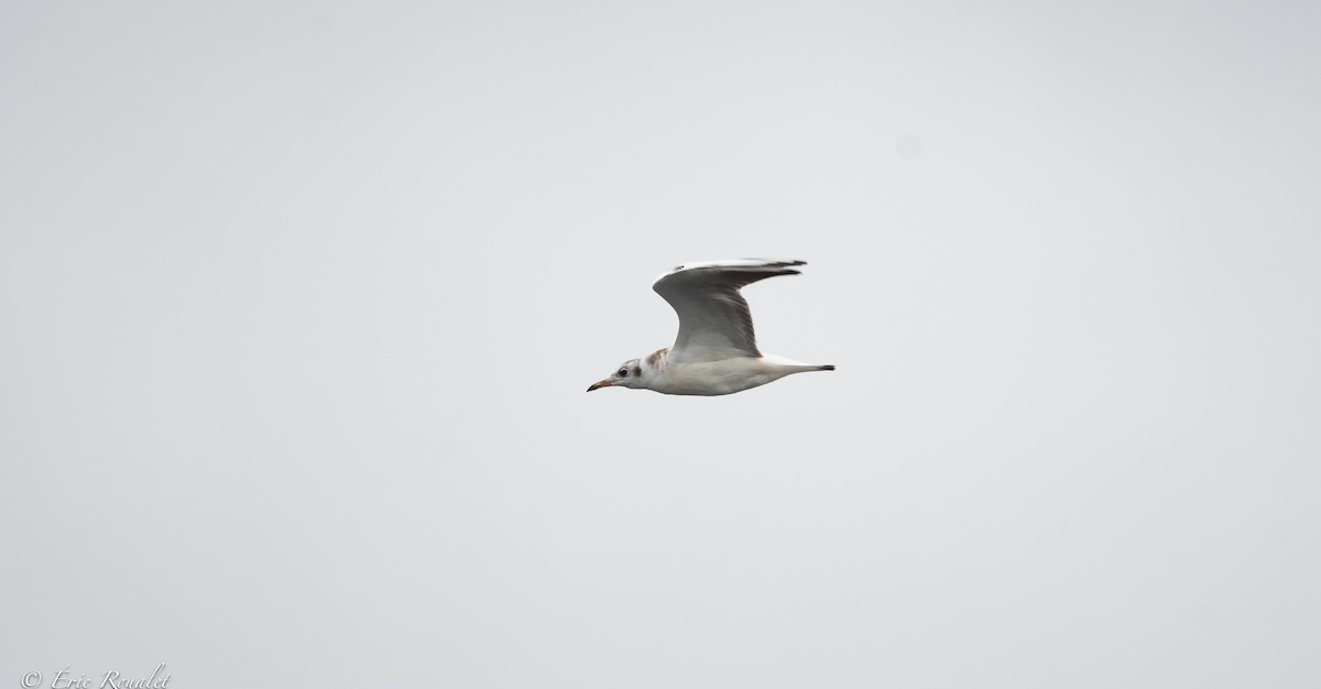 Black-headed Gull - ML373033581