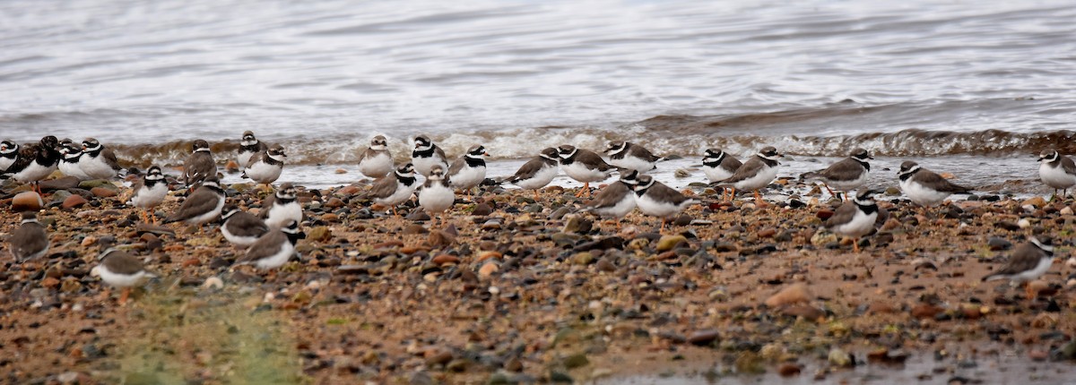 Common Ringed Plover - ML373034231