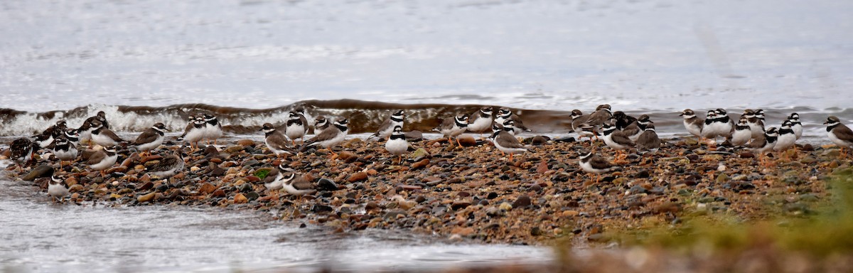Common Ringed Plover - ML373034341