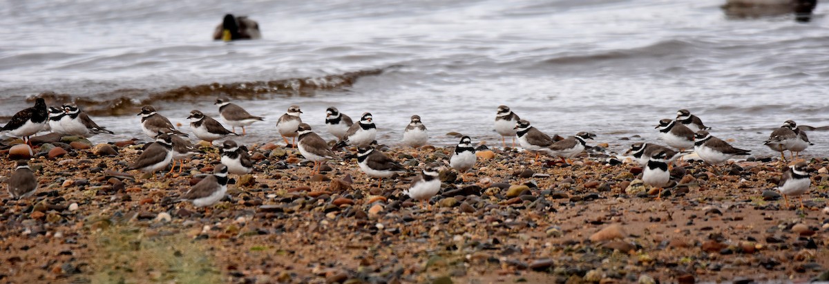 Common Ringed Plover - ML373034351