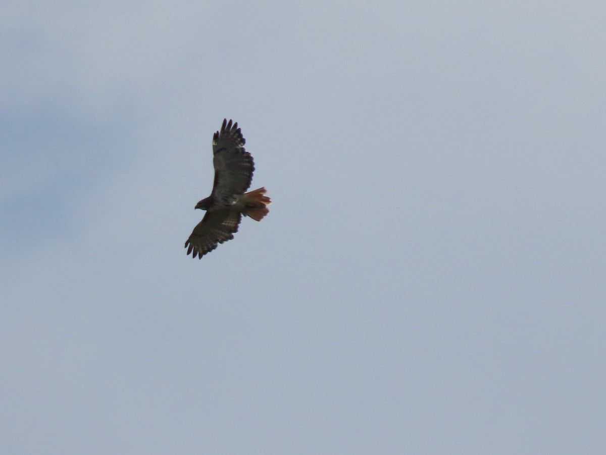 Red-tailed Hawk - Michel J. Chalifoux