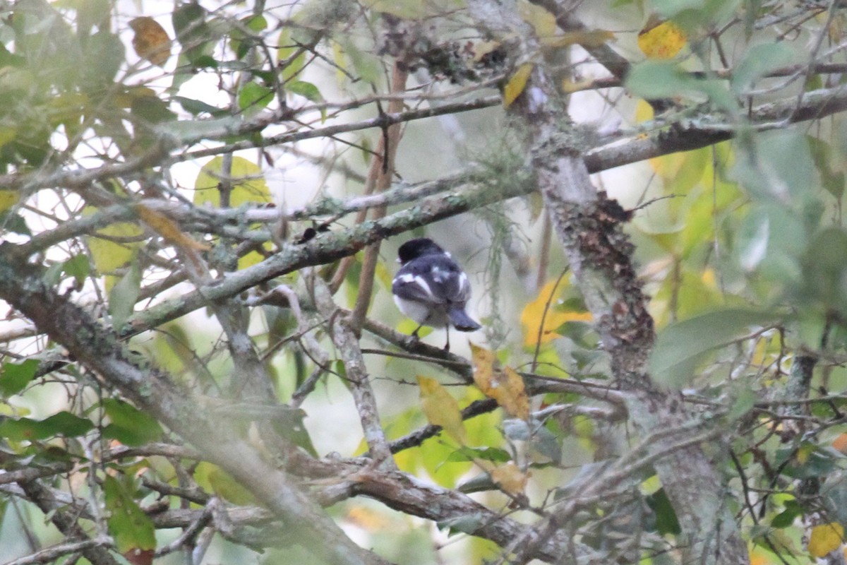 White-fronted Wattle-eye - ML37303631