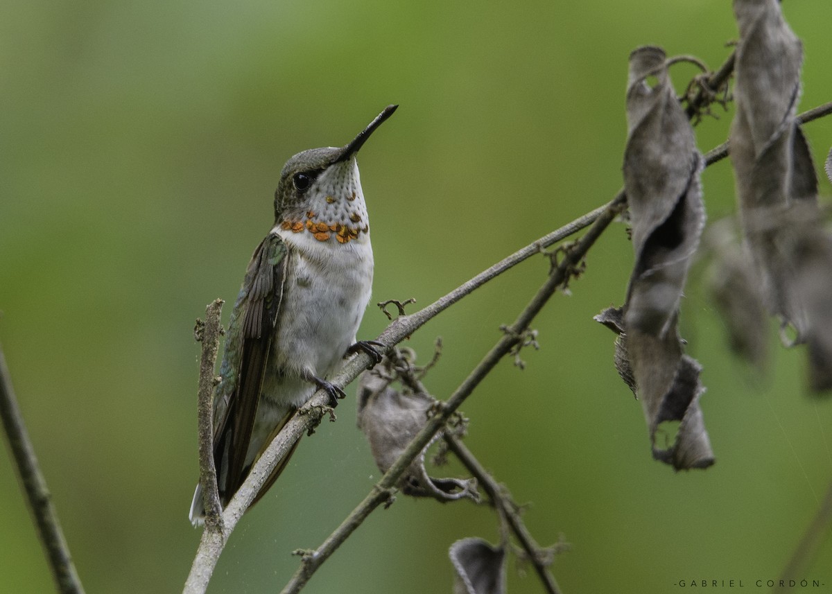 Ruby-throated Hummingbird - ML373037101