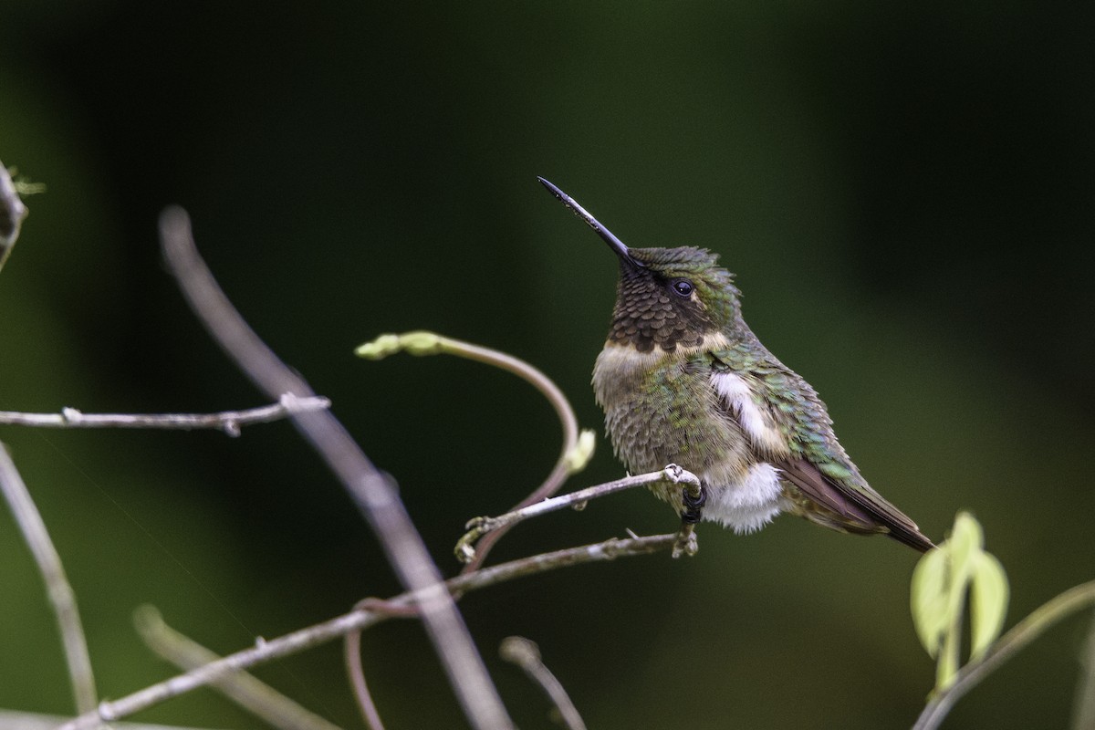 Ruby-throated Hummingbird - ML373037171