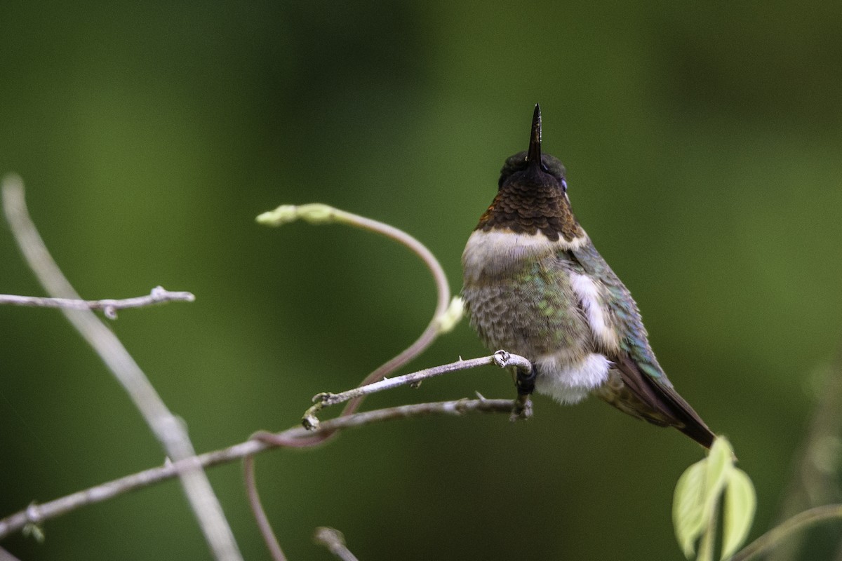 Ruby-throated Hummingbird - ML373037191