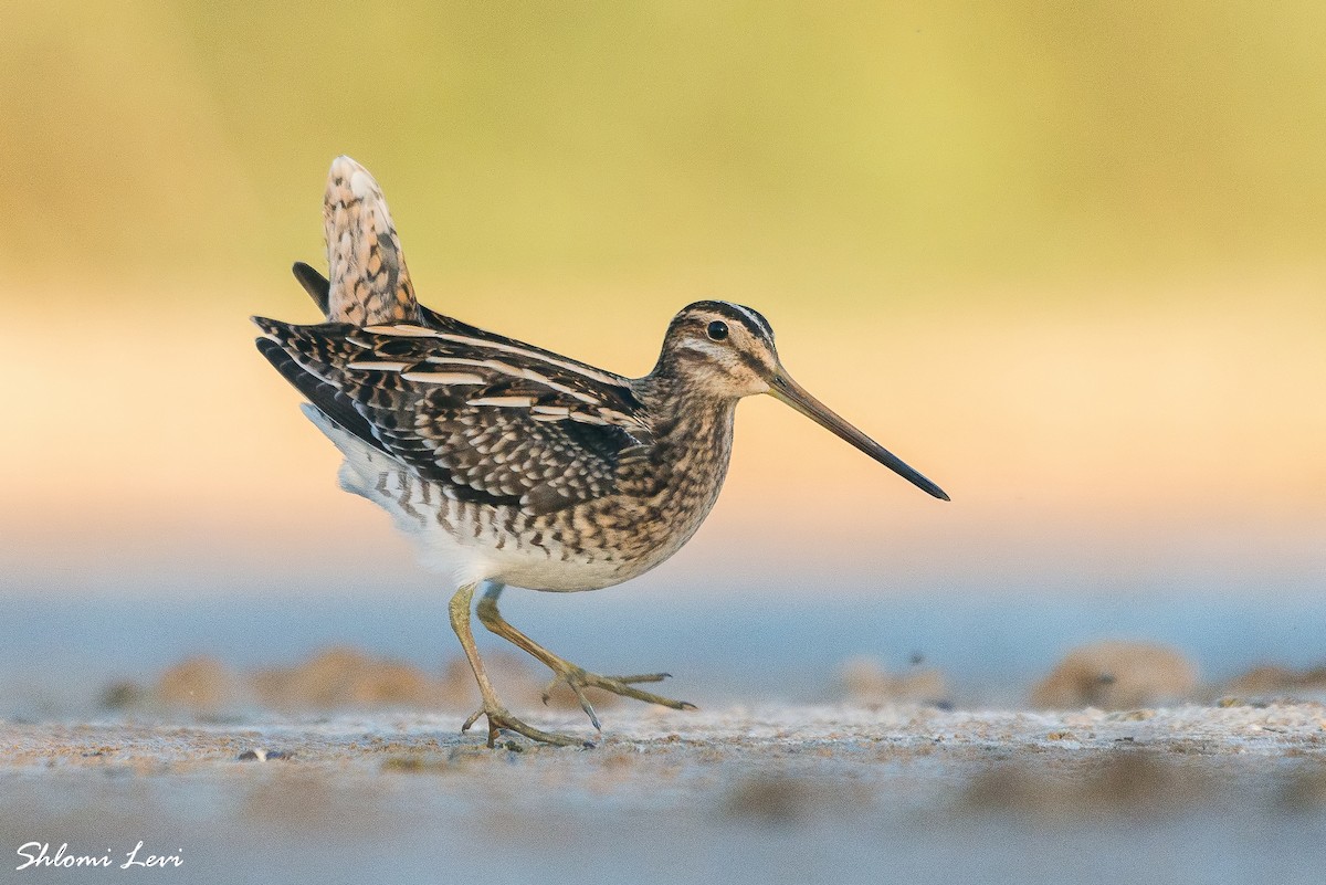 Common Snipe - ML373037721