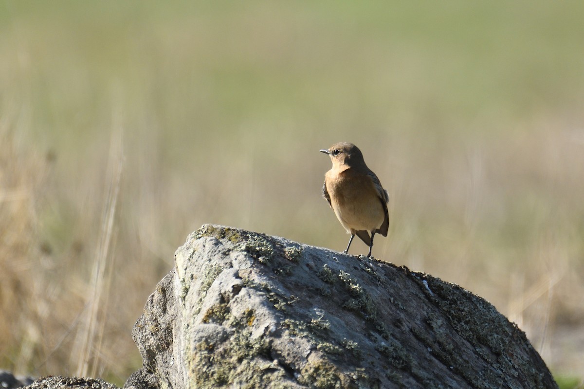 Northern Wheatear - ML373039201