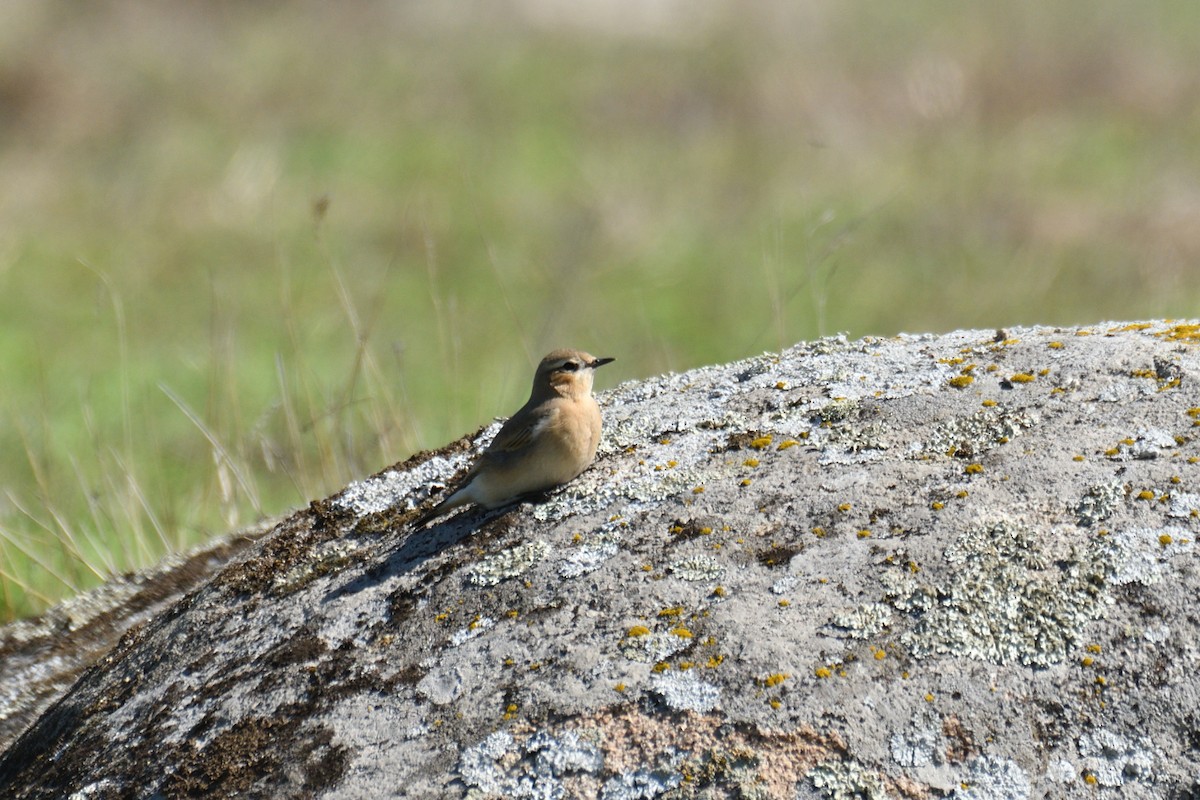 Northern Wheatear - ML373041071