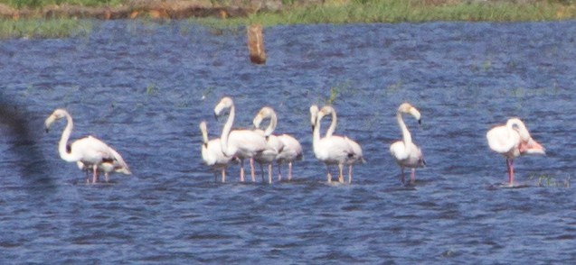 Greater Flamingo - hari kumar