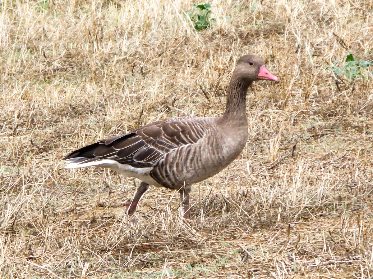 Graylag Goose - ML373045411