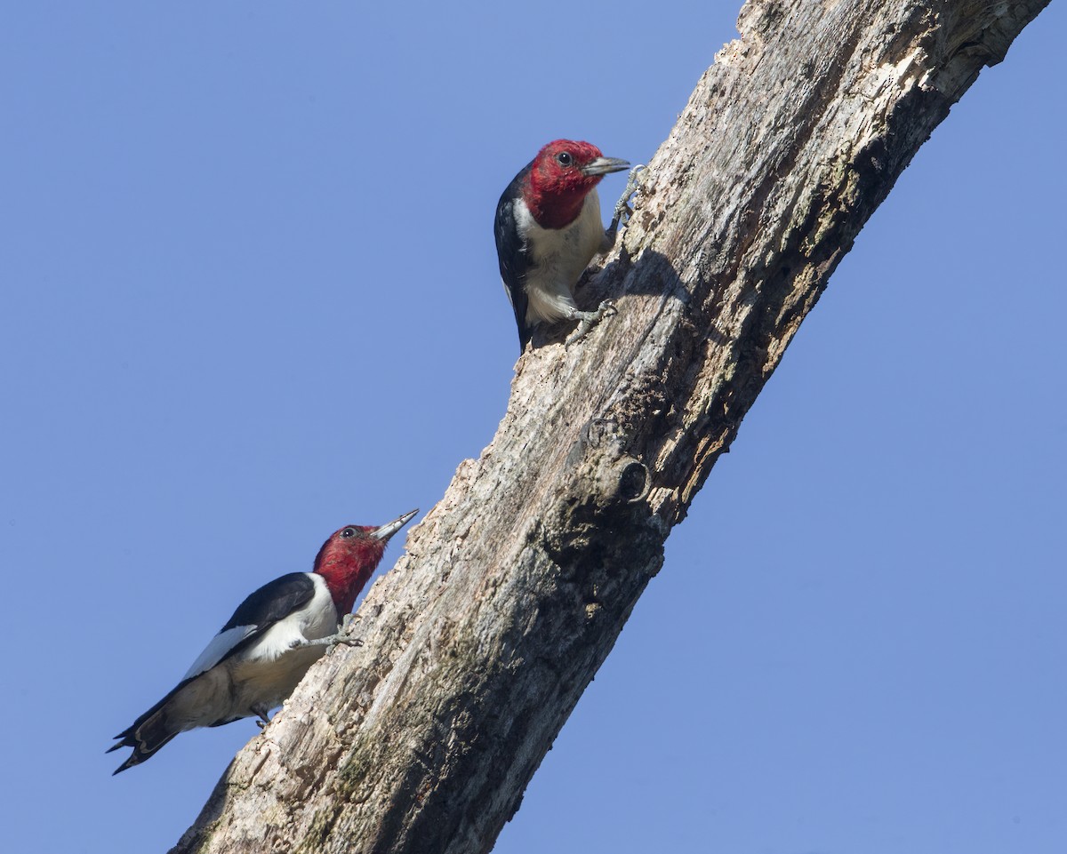 Red-headed Woodpecker - Brian Smith