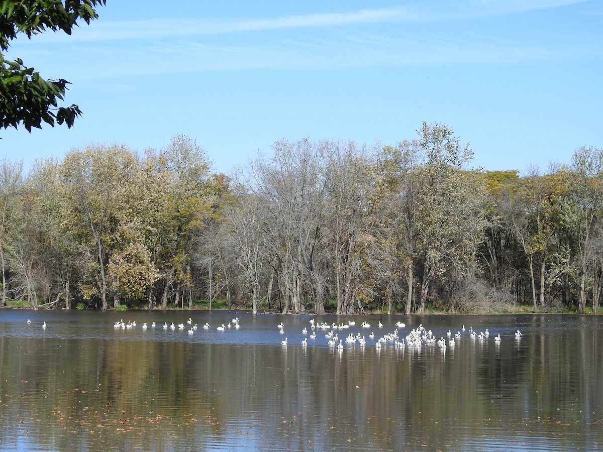 American White Pelican - Trip Thienemann