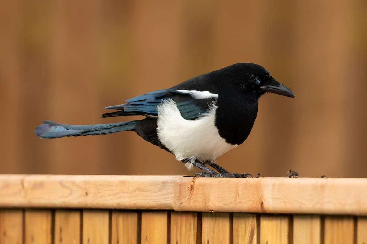 Black-billed Magpie - ML373048901