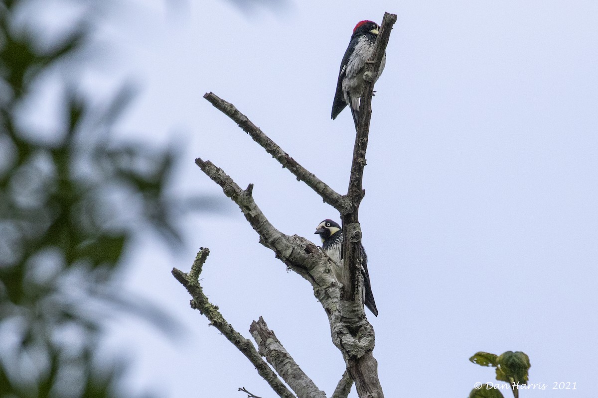 Acorn Woodpecker - Dan Harris