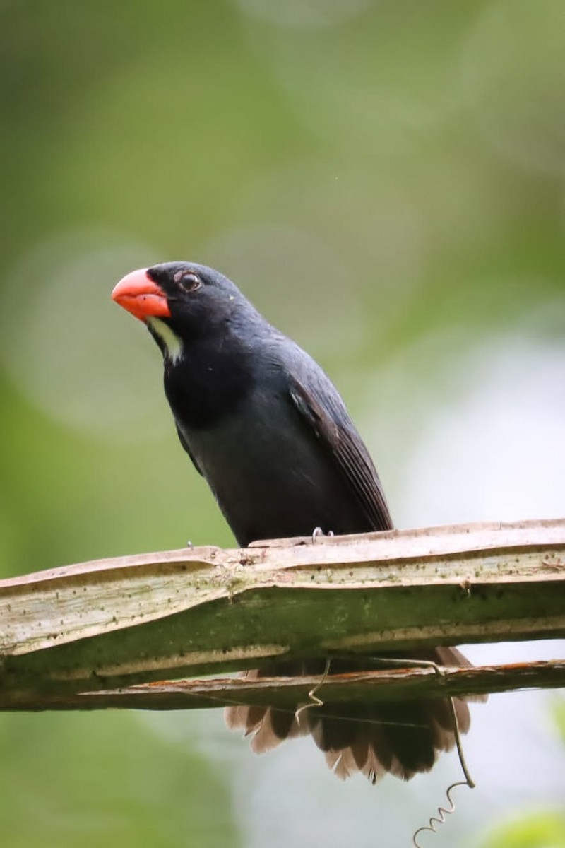 Slate-colored Grosbeak - ML373049651