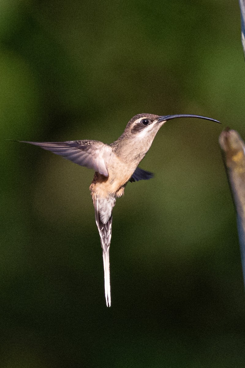 Long-tailed Hermit - ML373050311