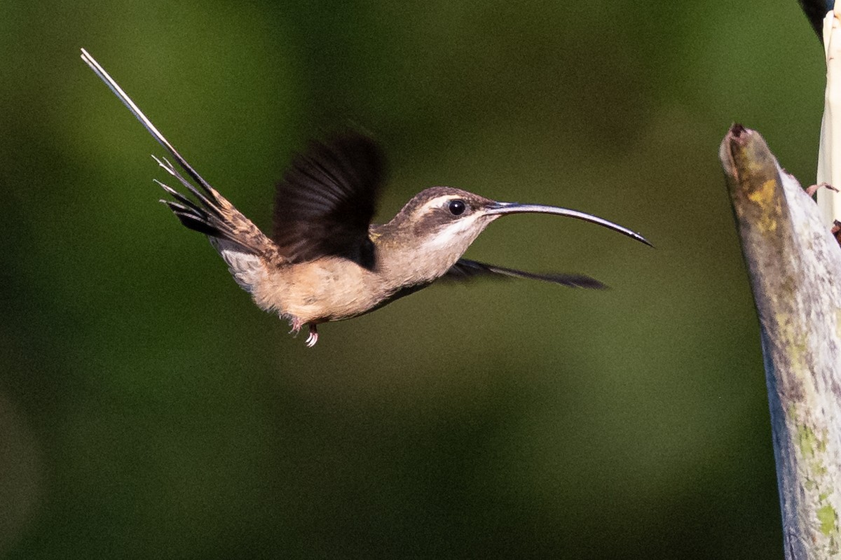 Длиннохвостый колибри-отшельник - ML373050351